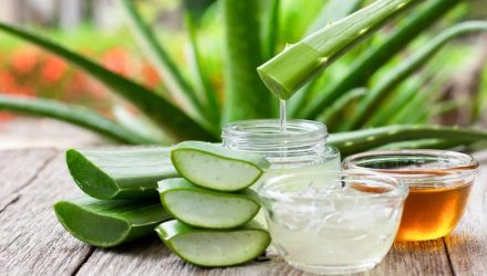 aloe vera leaf2 aloe vera leaf2