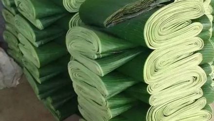 daun pisang 2 daun pisang 2