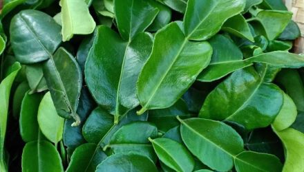 kaffir lime 2 kaffir lime 2