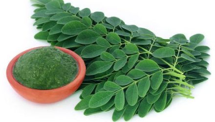moringa-leaves-500×500-1 moringa-leaves-500x500-1